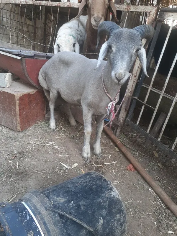 Tagal Barralar Arabi soglom Tagal Barralar Arabi soglom