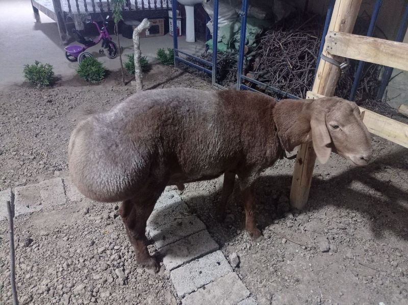 Qochqorlar sotiladi qurbonlikka Qochqorlar sotiladi qurbonlikka