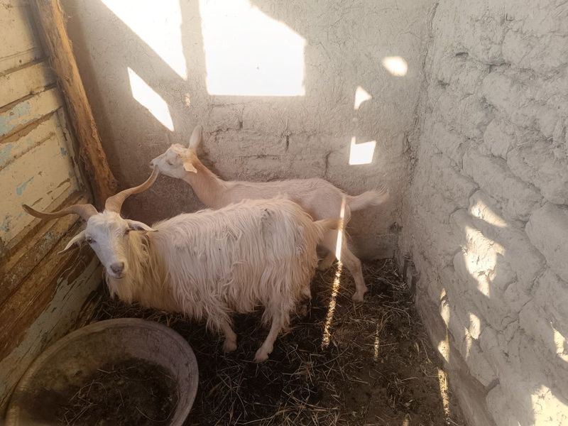Zotli echki srochni faqat Zotli echki srochni faqat
