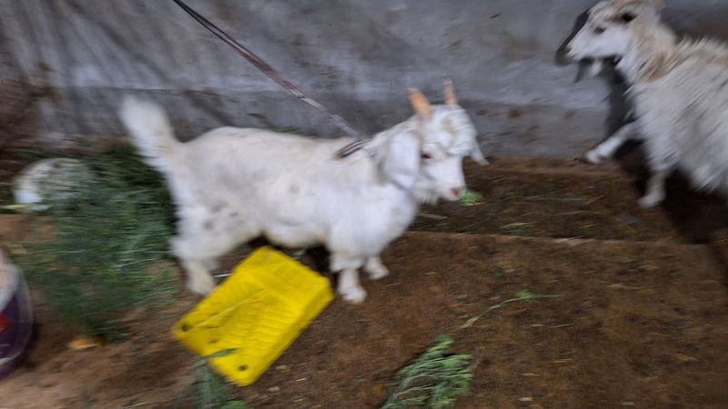 Такача 3 ойлик зотли келишамиз Такача 3 ойлик зотли келишамиз