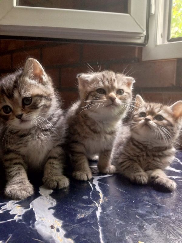 Продаются котята пародистые британский веслаух 2 месяца Продаются котята пародистые британский веслаух 2 месяца