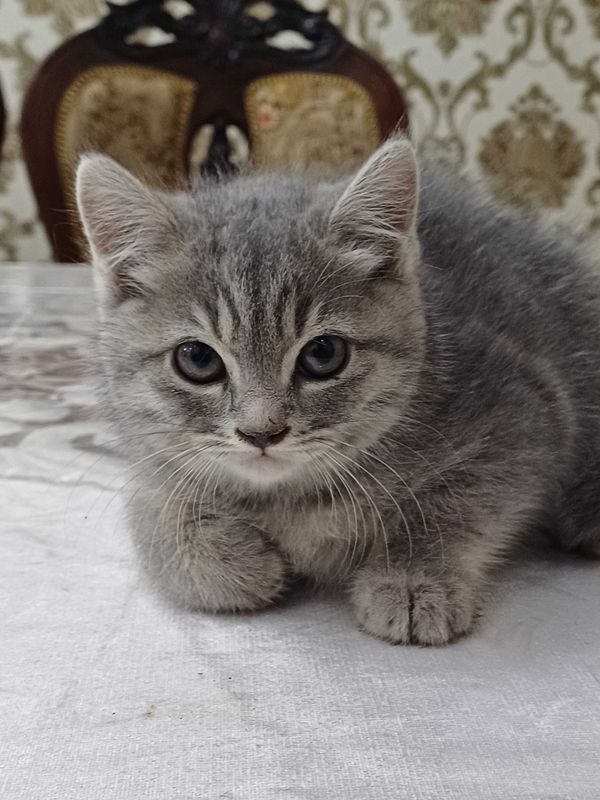 Продается Шотландский котята Продается Шотландский котята