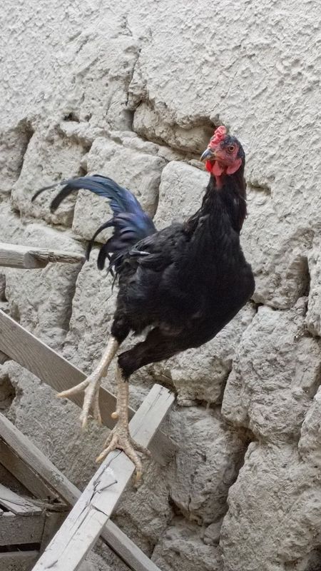 Dakan xoʻrozlar sotiladi Dakan xoʻrozlar sotiladi