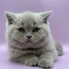 Продается кот с хорошей вязки Scottish fold Продается кот с хорошей вязки Scottish fold