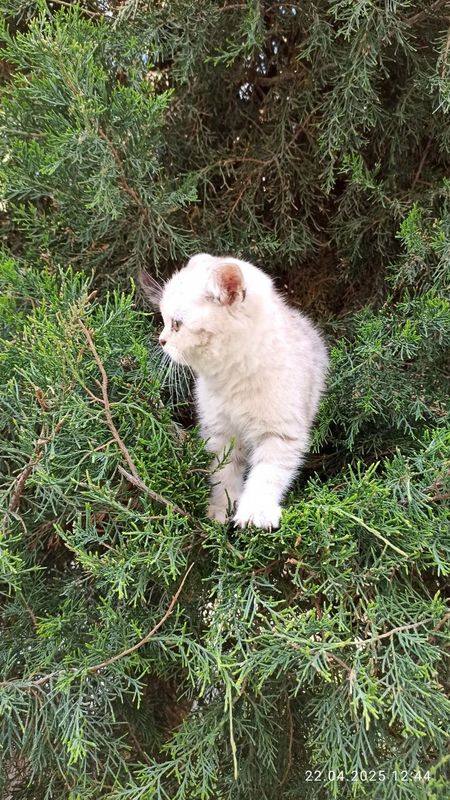 Skottish strayt shinshila 3 oylik Skottish strayt shinshila 3 oylik