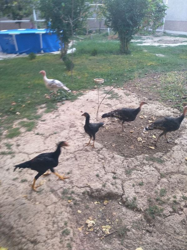Tovuqlar sotiladi Tovuqlar sotiladi