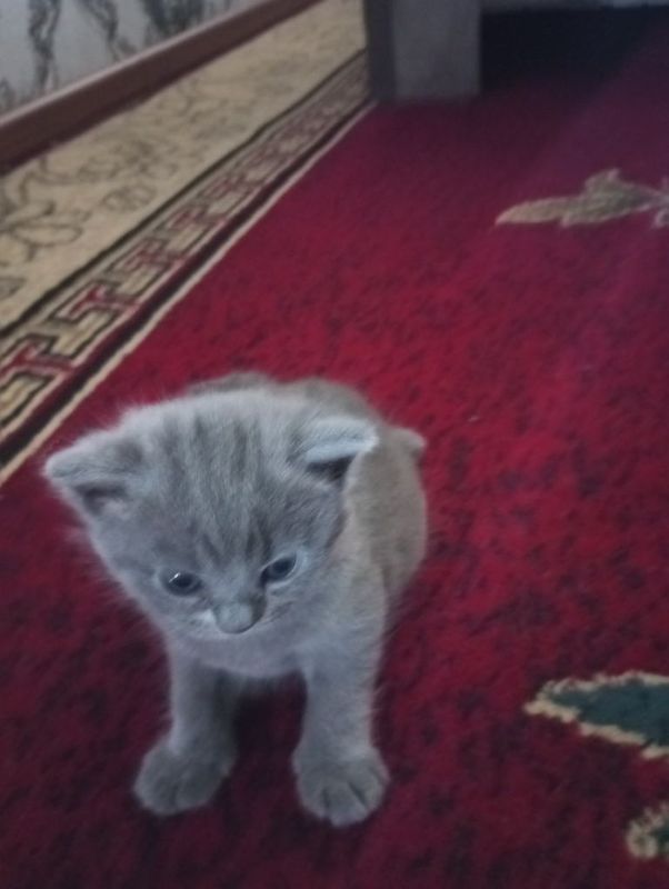 Котёнок страйт девочка Котёнок страйт девочка