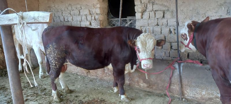 Buqalar sotiladi tozza grenford Buqalar sotiladi tozza grenford