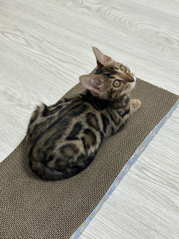 Проддам Бенгальскую кошку Проддам Бенгальскую кошку