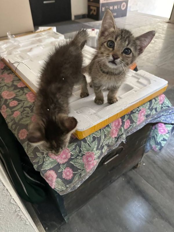 Котята в добрые руки Котята в добрые руки