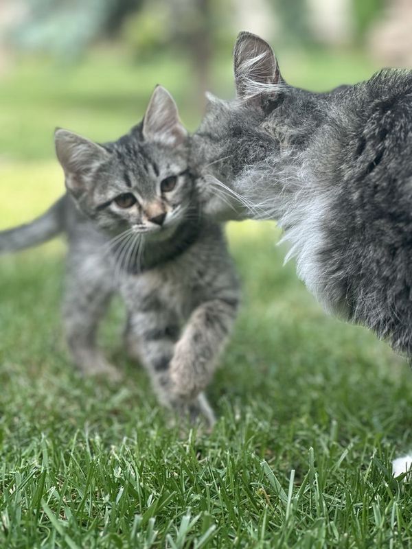 Котенок 1,5 месяца Котенок 1,5 месяца