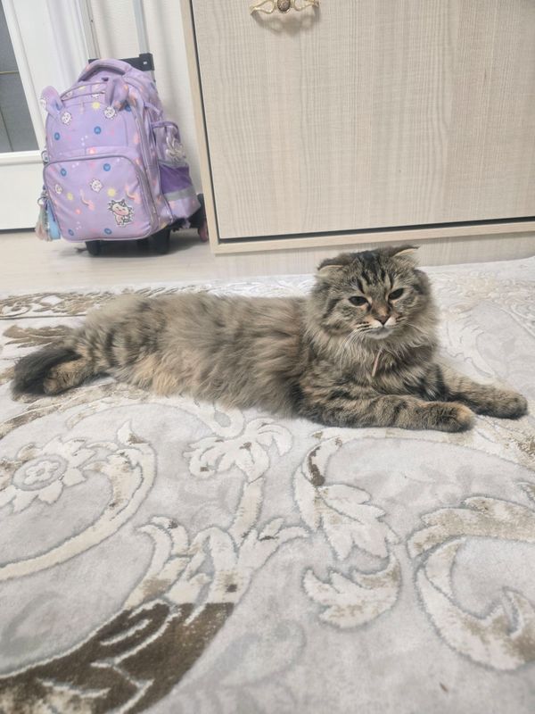 mushuk mushuk