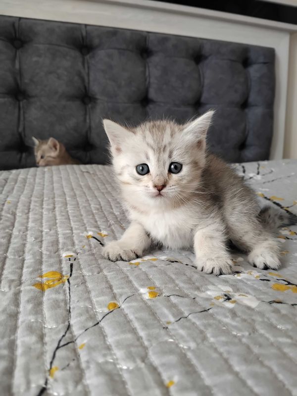 Продаётся породистые котят