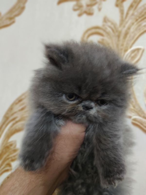 Котята персидские экстрималы Котята персидские экстрималы