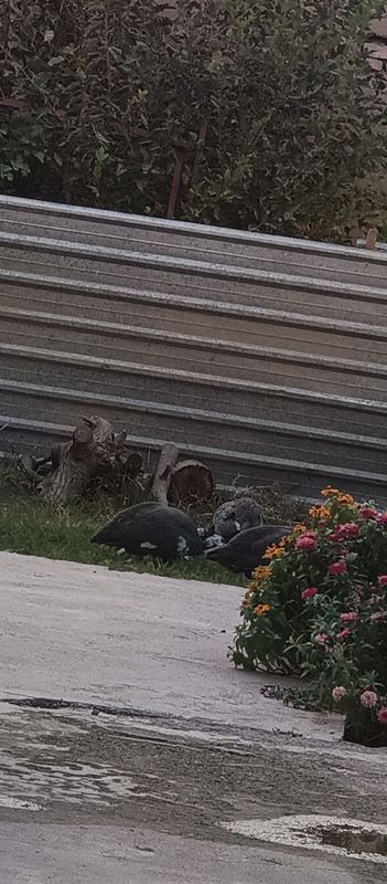 Ĝozla, Sesarkala sotiladi !!!