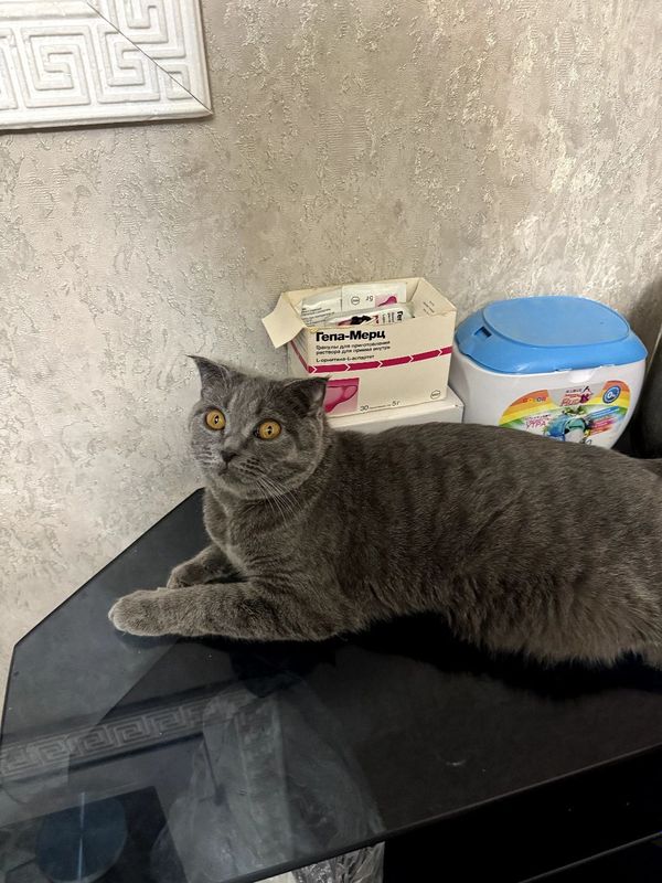 Mushuk sotiladi british shorthair Mushuk sotiladi british shorthair