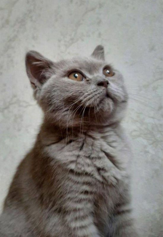 Продается кошка