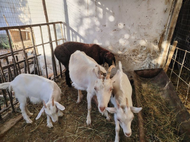 Zanen echki bolalari bilan sotiladi