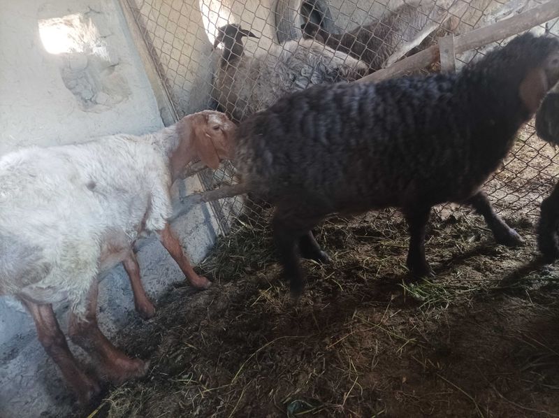 Qoʻy sotiladi ona bola Bolasi moda 3.5 oylik Qoʻy sotiladi ona bola Bolasi moda 3.5 oylik