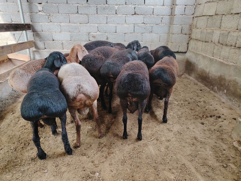 Quchqorlar sotiladi