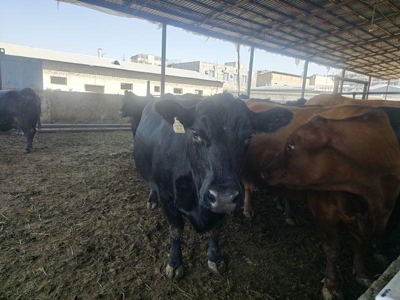 Angus mollar sotiladi Angus mollar sotiladi