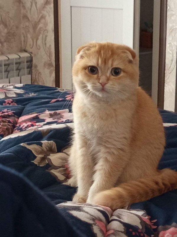 Вязка Кот. Вязка Кот.