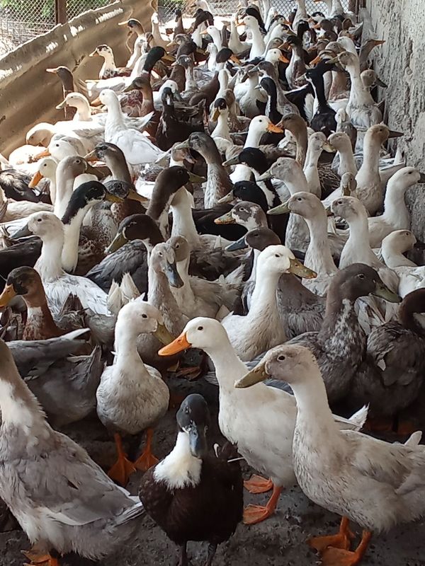 Pekin va Favorit turli oʻrdak sotiladi