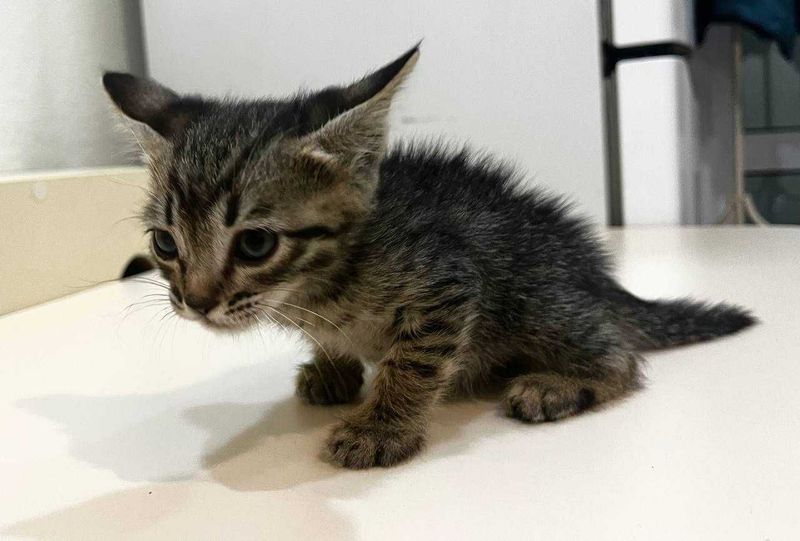 Котёнок 2 месяца, здоровый, отдаём бесплатно (Ташкент) Котёнок 2 месяца, здоровый, отдаём бесплатно (Ташкент)