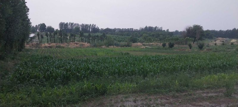 24 sotik quruq yer sotiladi 24 sotik quruq yer sotiladi