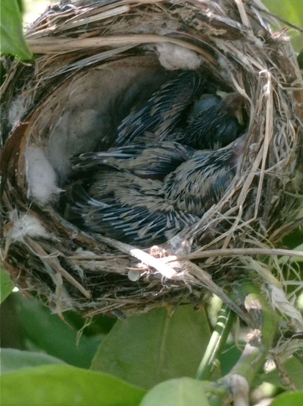 Bulbul va polaponlari bilan