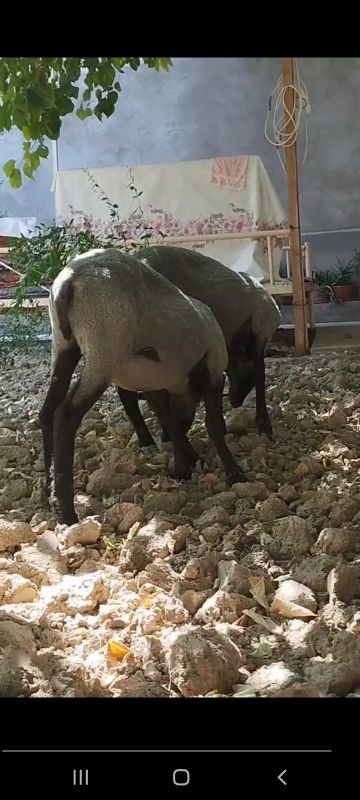 Ramanov zotli qo'ylari sotiladi