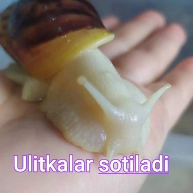 Ulitkalar sotiladi