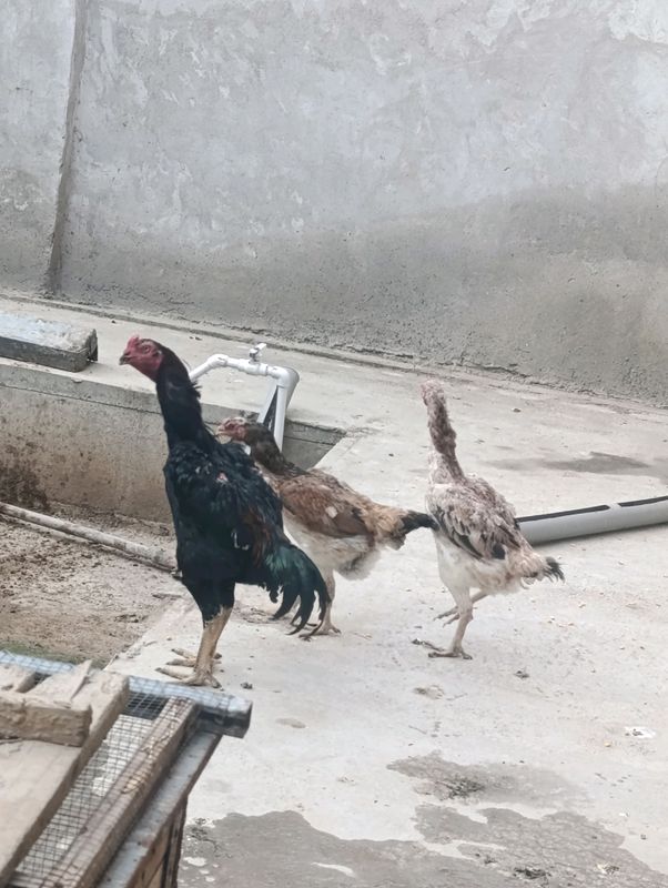 Dakan Xoʻroz va tovuqlar sotiladu Dakan Xoʻroz va tovuqlar sotiladu