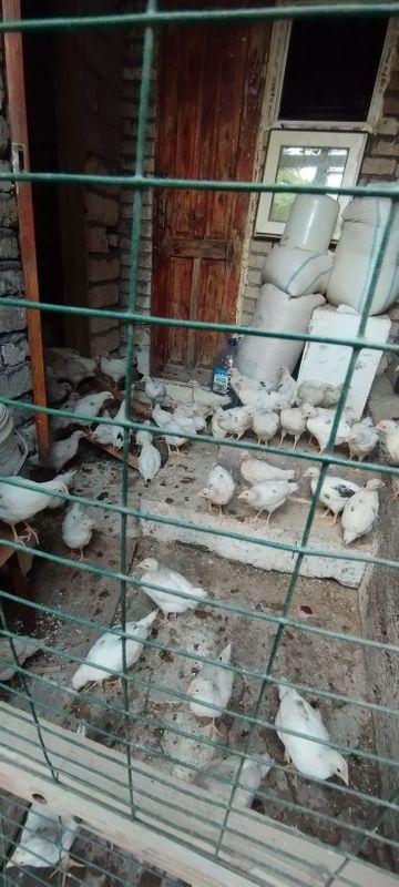 Lomon Sendi jo'jalari sotladi Lomon Sendi jo'jalari sotladi