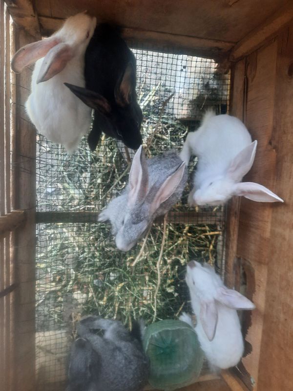 Quyonlar sotiladi Quyonlar sotiladi