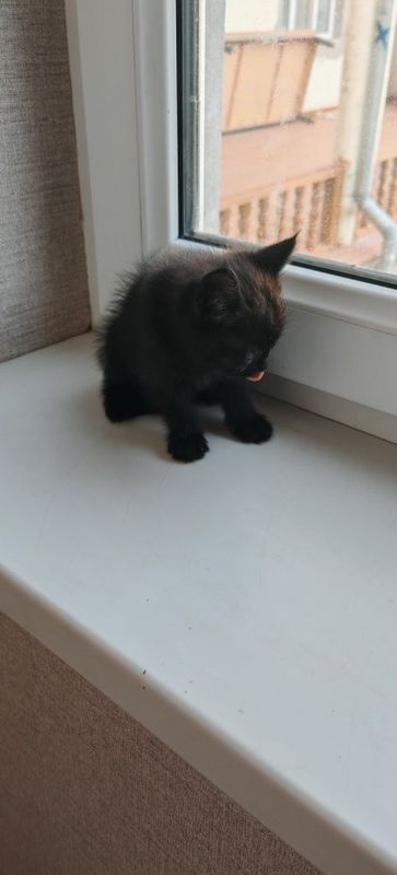 Отдадим котят в хорошие руки Отдадим котят в хорошие руки