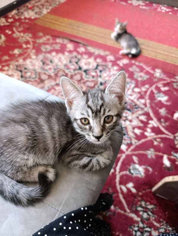 котята бесплатно котята бесплатно