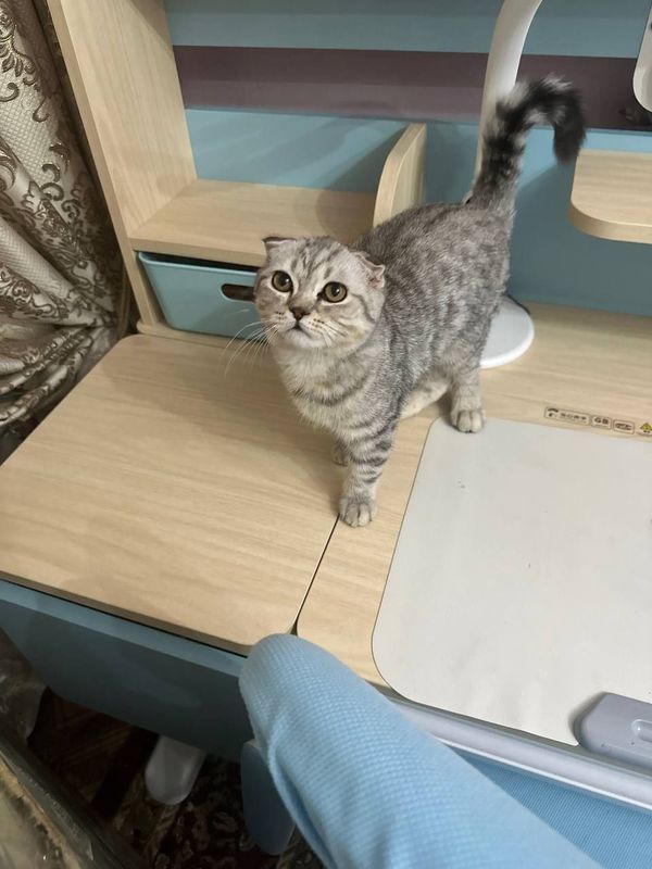 Скотиш фолд вяслоухая серебристый окрас Скотиш фолд вяслоухая серебристый окрас