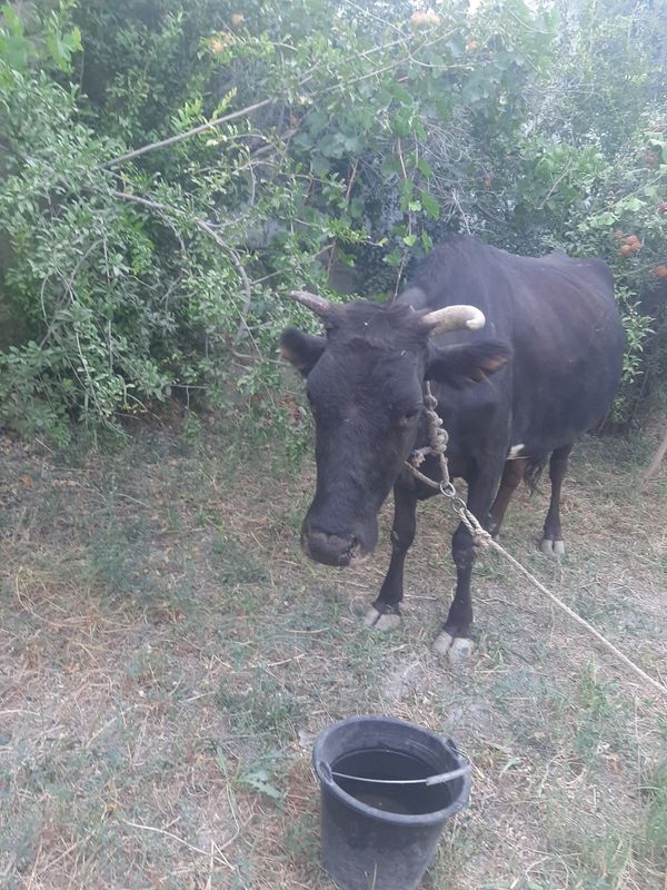 Yaxshi boqilgan sigir sotiladi. Yaxshi boqilgan sigir sotiladi.