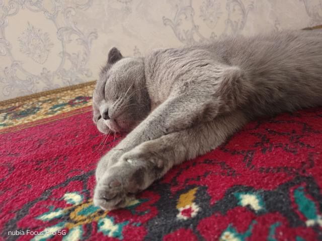 Кошки пароди на кагане Кошки пароди на кагане