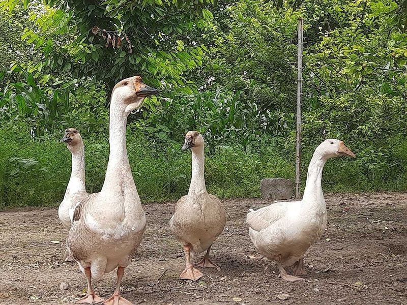 G`ozlar sotiladi 4 dona G`ozlar sotiladi 4 dona