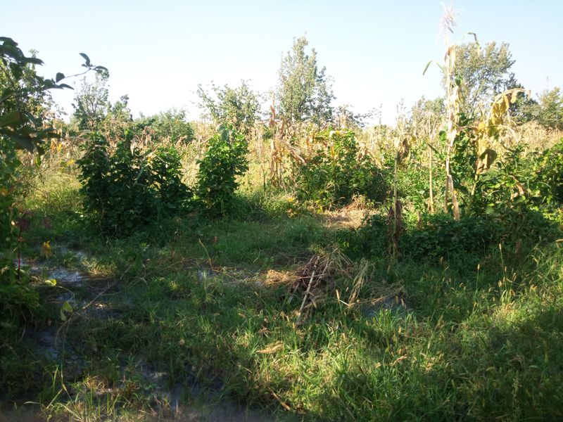 Gilos bogʻ sotiladi
