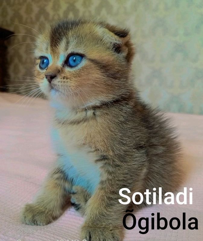 zotli shirin mushukchalar sotuvda!!! zotli shirin mushukchalar sotuvda!!!