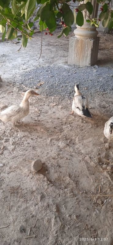 Продам уток недорого