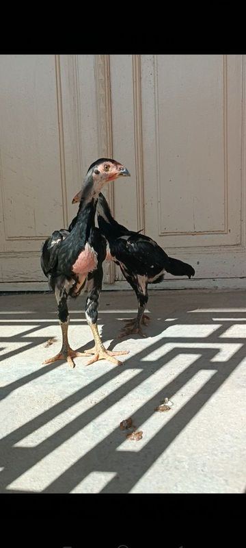 Dakan jojala sotiladi Dakan jojala sotiladi