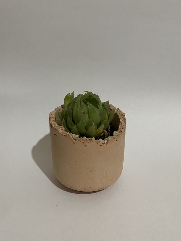 decor gul ofis uy guli