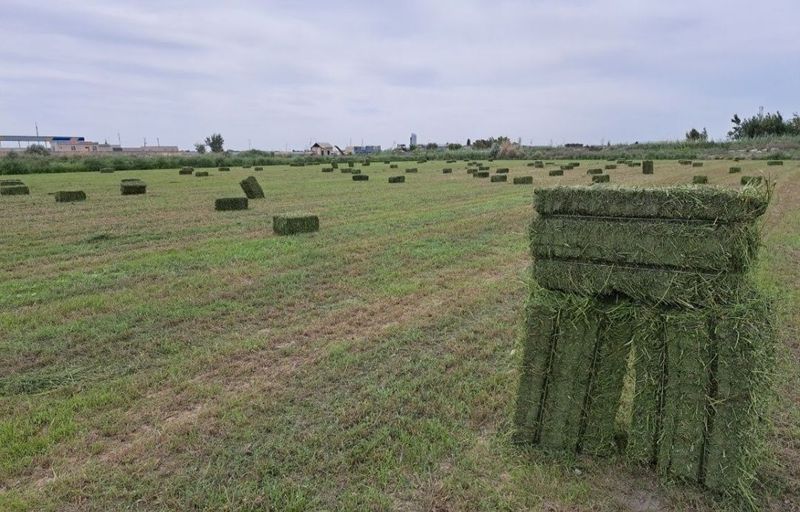 Beda,беда прес. pres Beda,беда прес. pres