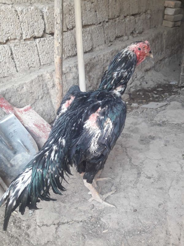 Dakan xoroz sotlad narx 8000 Dakan xoroz sotlad narx 8000