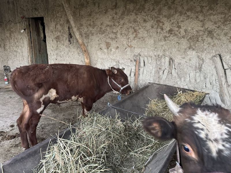 Buqacha yosh osmir 13 mln500 Buqacha yosh osmir 13 mln500