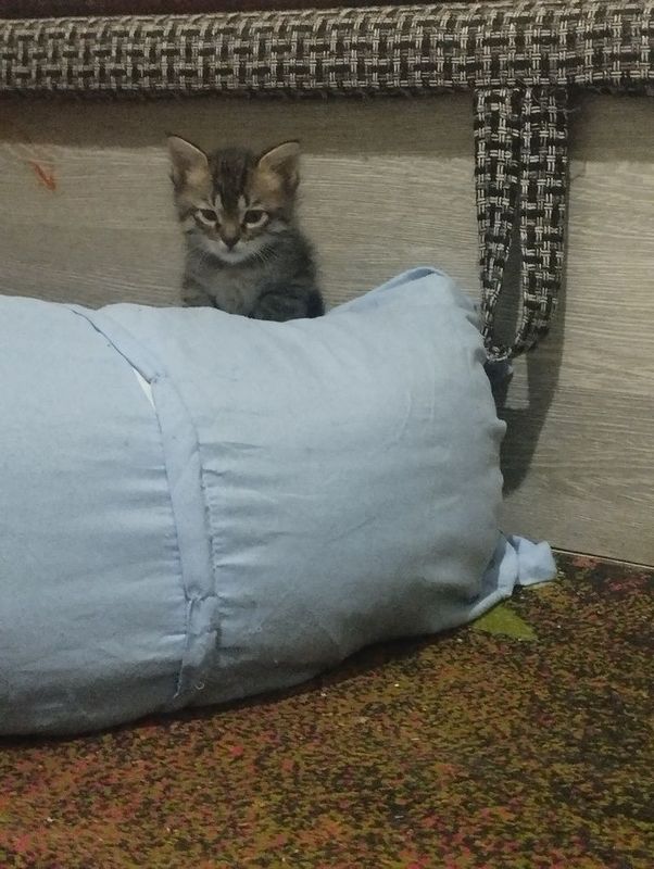 Отдам котят хорошим людям 1 ровна одного месяца Отдам котят хорошим людям 1 ровна одного месяца